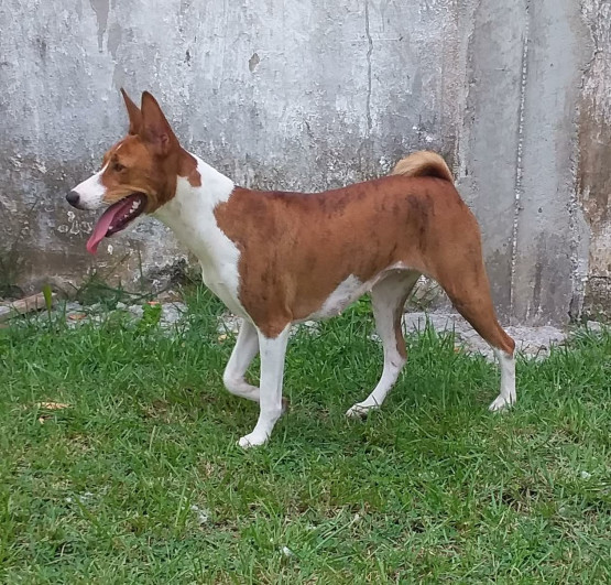 Padrão da Raça