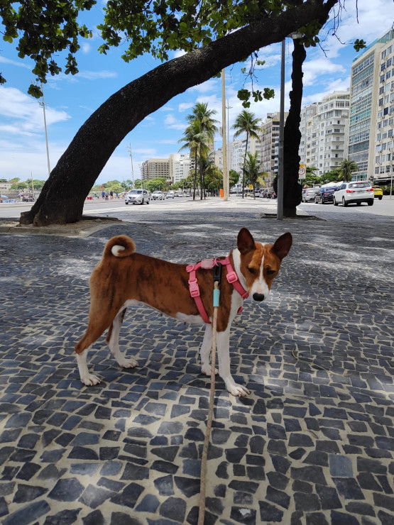 Padrão da Raça
