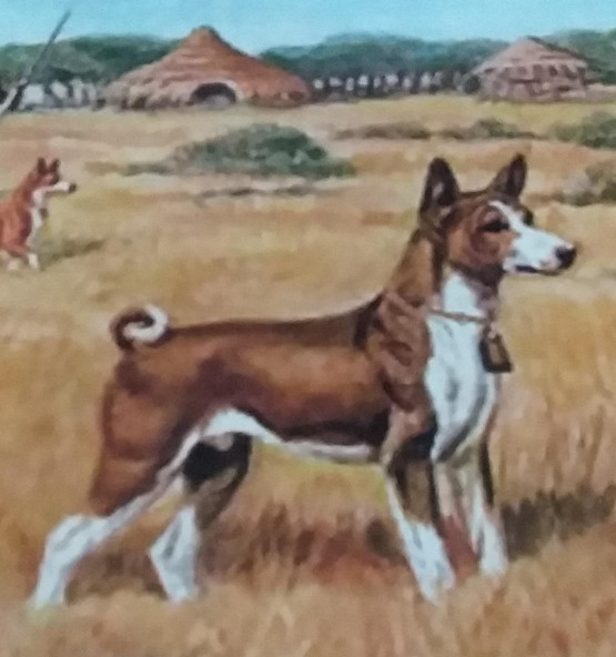 Padrão da Raça