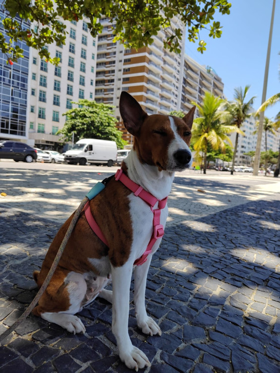 Padrão da Raça